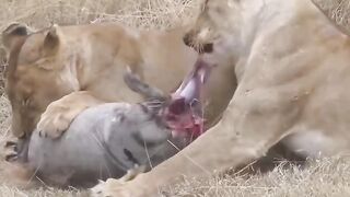 Bhai videos funny