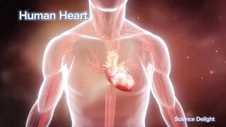 Interesting facts about human heart