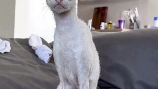 On today’s we are sitting pretty with Sirius, a Cornish rex cat who’s enjoying watching the birdies outside his window
