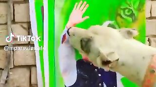 Funny video