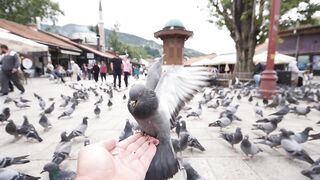 Slow motion footage of a pigeon eating