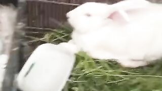 NEW ZEALAND WHITE RABBITS FARMING IS FAST GROWING HOME BASED BUSINESS