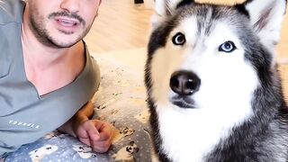 My Husky HATES When I Do This! (SHE THROWS A TEMPER TANTRUM)