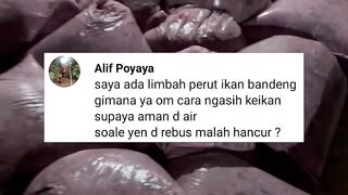 Limbah ikan bandeng untuk pakan alternatif ikan lele❗Bagaimana cara memberikan nya❓