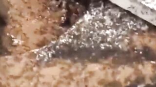 حتى إذا أتوا على وادي النمل قالت نملة يا أيها النمل ادخلوا مساكنكم.