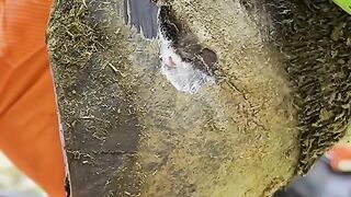 The Cow Foot Can Help Prevent a bigger issue in the future