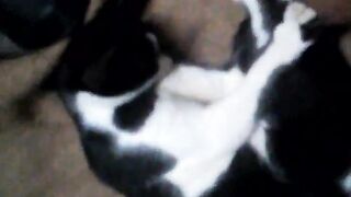 Love cat ❤