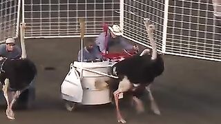 Ostrich racing began in the 1890s in Jacksonville