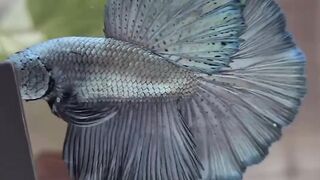 Aquafish