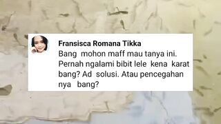 Lakukan hal ini agar ikan lele kalian terhindar dari penyakit KARAT