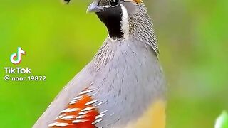 birds singing in the morning#TOP TV SHOW
