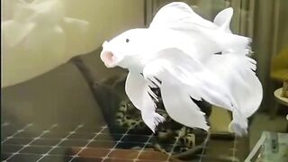 Aquafisch