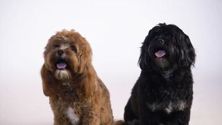 A study indicates that dogs are able to identify stress from their guardians by smell.