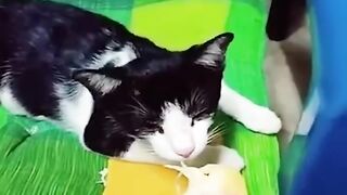 Funniest Cats and Dogs ???????? - Funny Animal Videos #31.