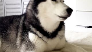 My Talking Husky LOVES Cuddles! ????