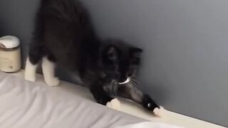 Funniest Cats and Dogs ???????? - Funny Animal Videos #32.