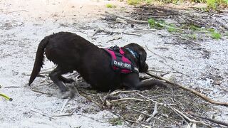 ALL ABOUT SRD DOGS.