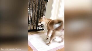 Funniest Cats and Dogs ???????? - Funny Animal Videos #13.