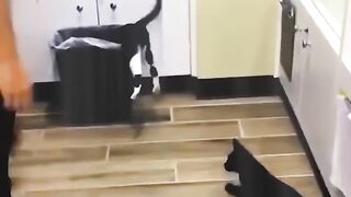 Funniest Cats and Dogs ???????? - Funny Animal Videos #26.