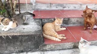 Cute_Kittens_funny_&_Cute_Cat_Videos_