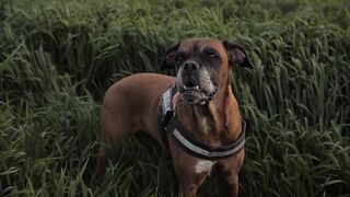 Kidney failure in dogs.