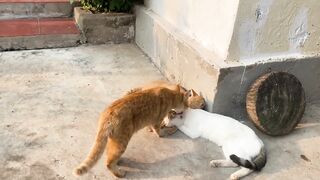 Cute_Kittens_funny_&_Cute_Cat_Videos❤️❤️