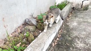 Cute_Kittens_funny_&_Cute_Cat_Videos❤️❤️