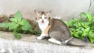 Cute_Kittens_funny_&_Cute_Cat_Videos❤️❤️