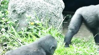 Lovely litlle gorilla❤