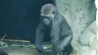 Lovely litlle gorilla❤