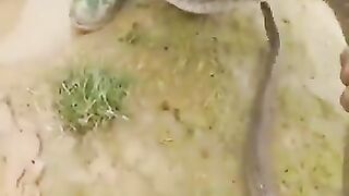 رُب ضارة نافعة صيد الأسماك بالأفاعي