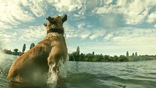 How therapy dogs can improve your health.