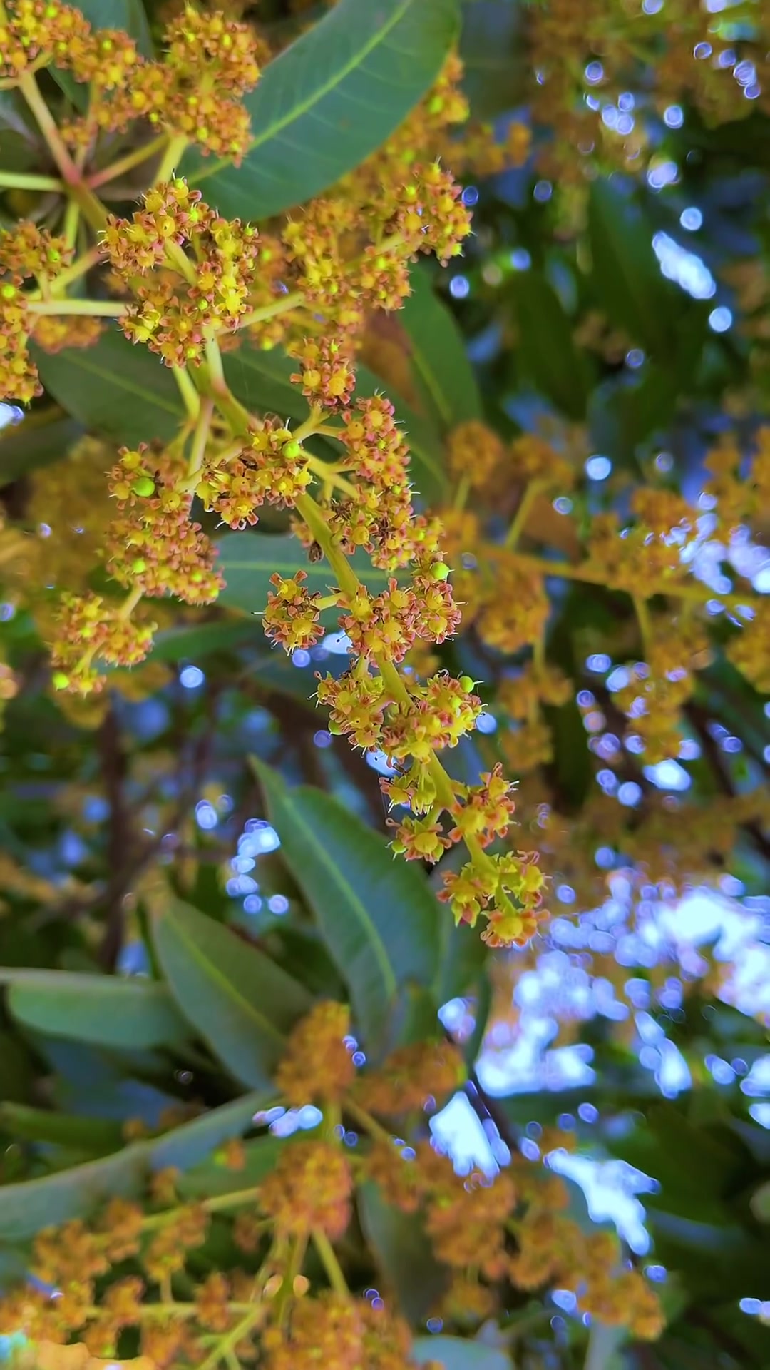 kis-kis-ko-pasand-hai-aam-ka-din-aa-rha-h-mango-nature-by
