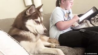 Get a Husky they said, It will be fun????