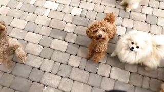 Common Causes of Diarrhea in Puppies.