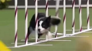 Border Collie vs. Husky Agility Showdown: