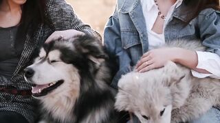 Dogs Our best friends in health and illness.