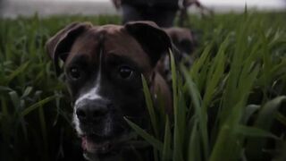 How do you choose a dog breed that is perfect for you?