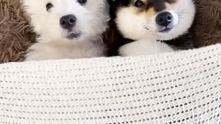 Manyu_Bai_Spa_asmr