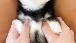 #pet_#多巴胺_#柴犬可愛い_#宠物_#曼玉_#柴犬_#萌宠_#豆柴_#shibainu_#抖音_#pekingese