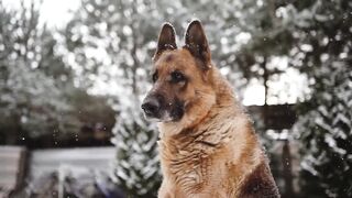 Here's why your dog is eating poop and how to curb this behavior.