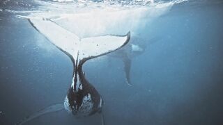 Subscribe humpback whale (Megaptera novaeangliae) subscribes for more videos
