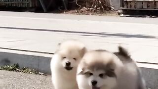 Cute Alaskan malamute puppies