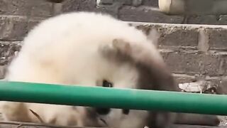cute Puppies ????