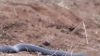 It looks like the cobra was shocked!⁣ A funny scene and unexpected behavior from a goshawk bird that approached the poisonous snake
