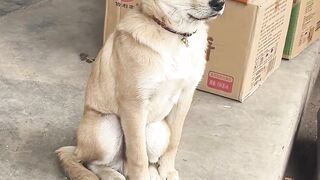 dog to me