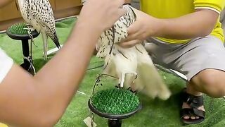 King of Bird's