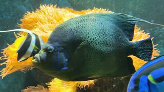 Subscribe Close-up of Fish in Aquarium
