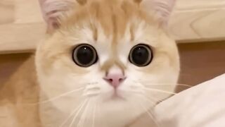 This Is How Cats See Us ????