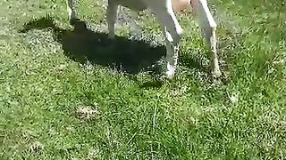 farming